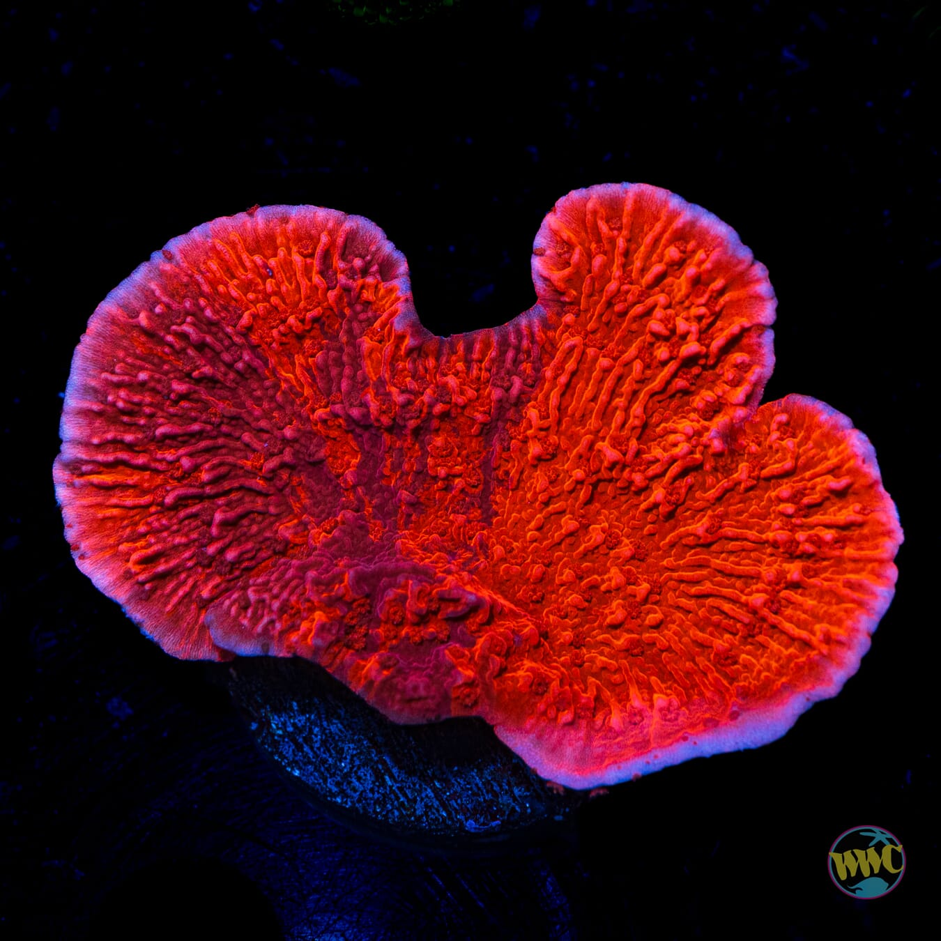 WWC Grafted Firewalker Cap Montipora - Daylight Photo
