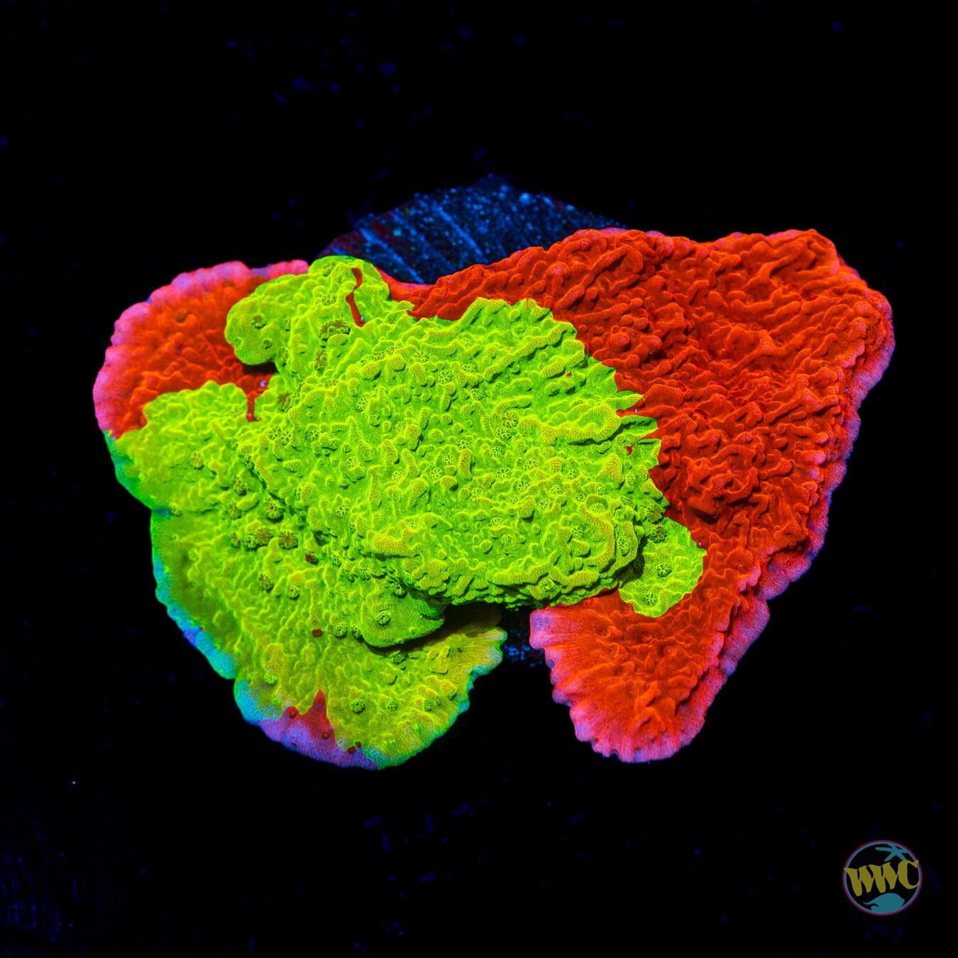 WWC Jaw Breaker Grafted Montipora - Daylight Photo