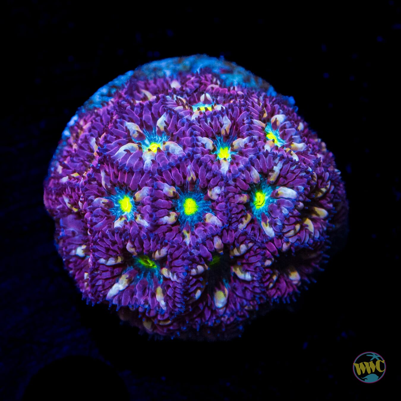 WWC Twilight Merletti Blastomussa - Daylight Photo