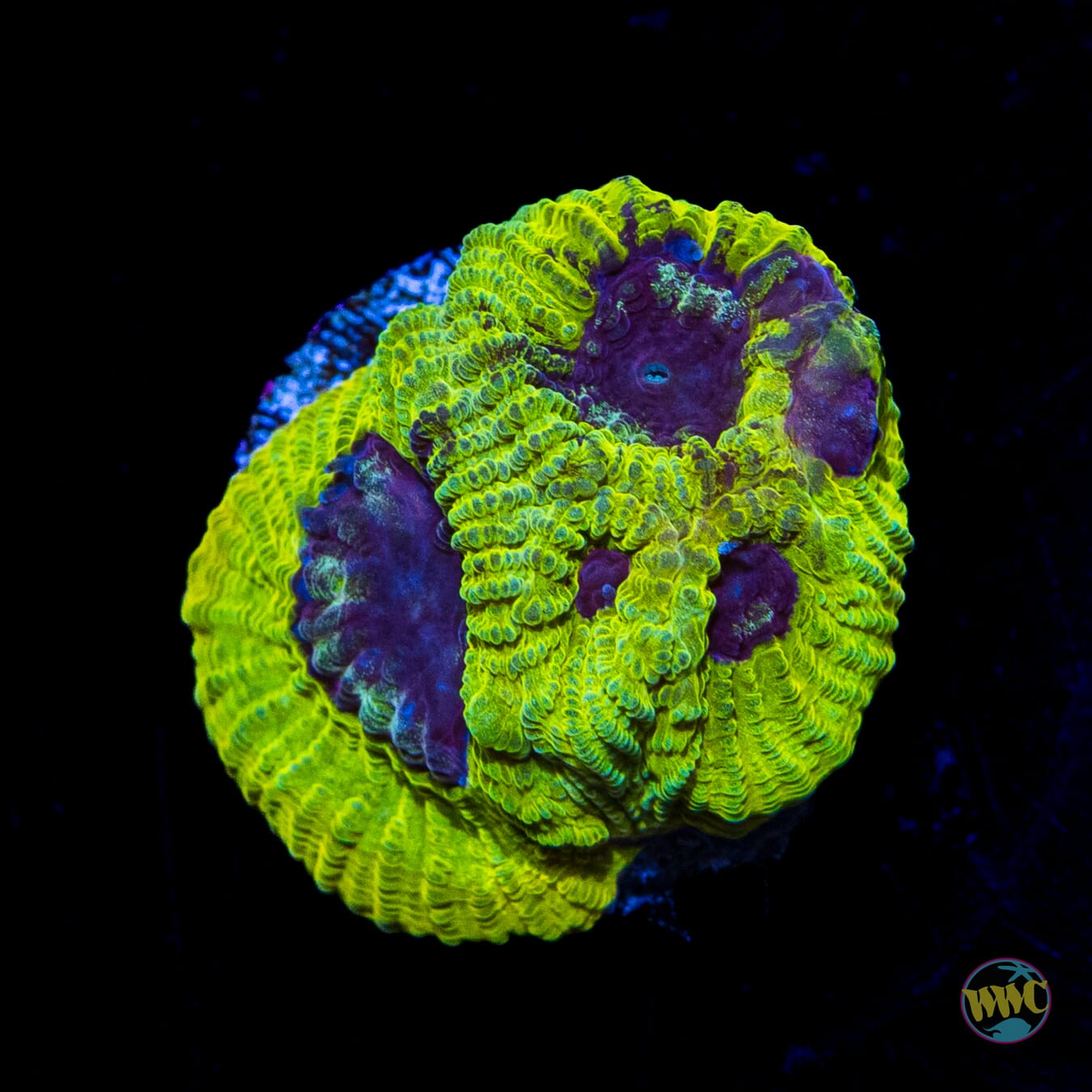 WWC Lemon Zoinkers Favia - Daylight Photo