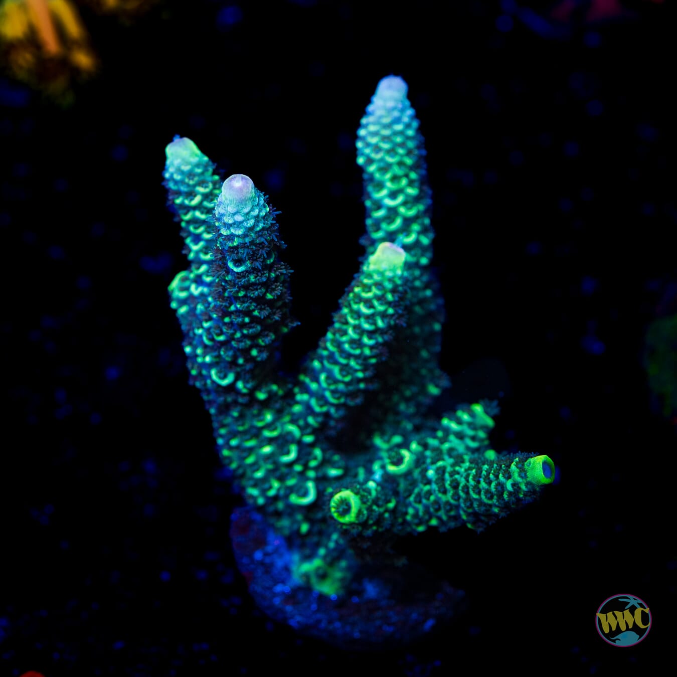 XL Limon Mille Acropora - Daylight Photo