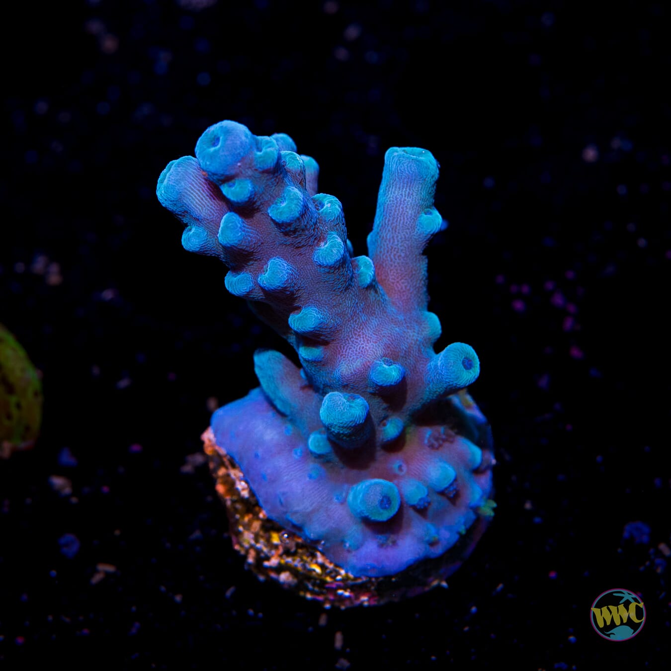 Oregon Tort Acropora - Daylight Photo