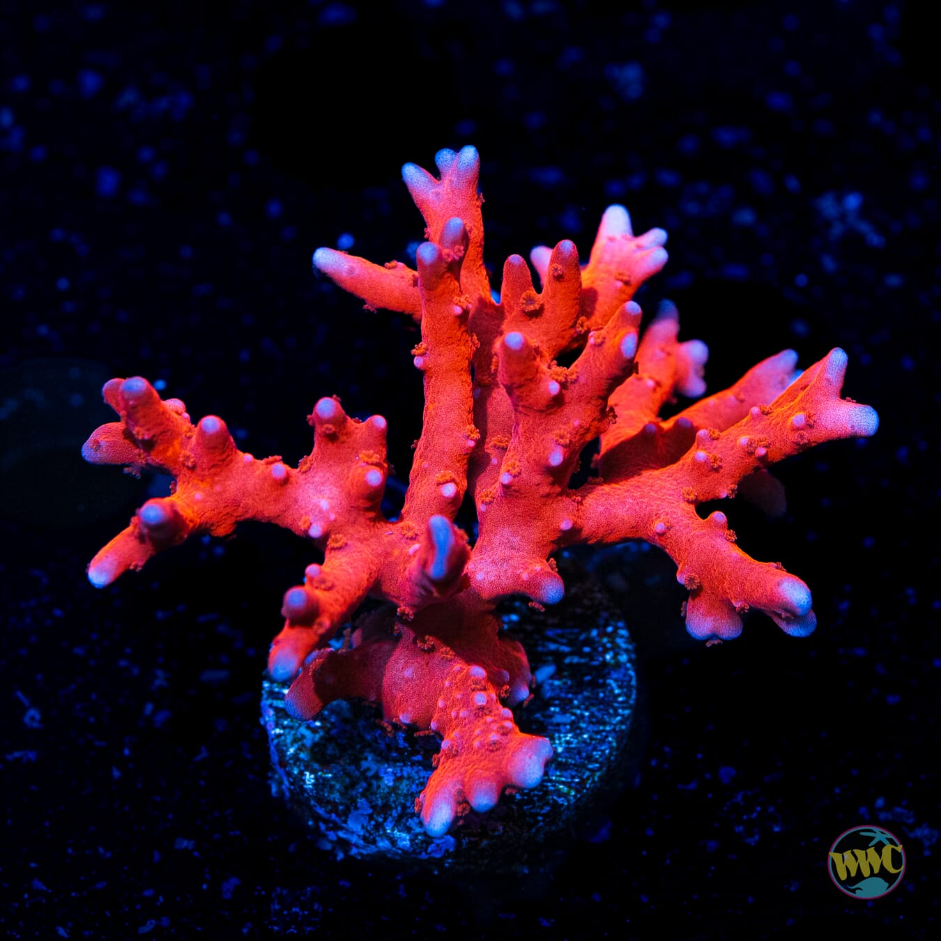 Jason Fox TNT Anacropora - Daylight Photo