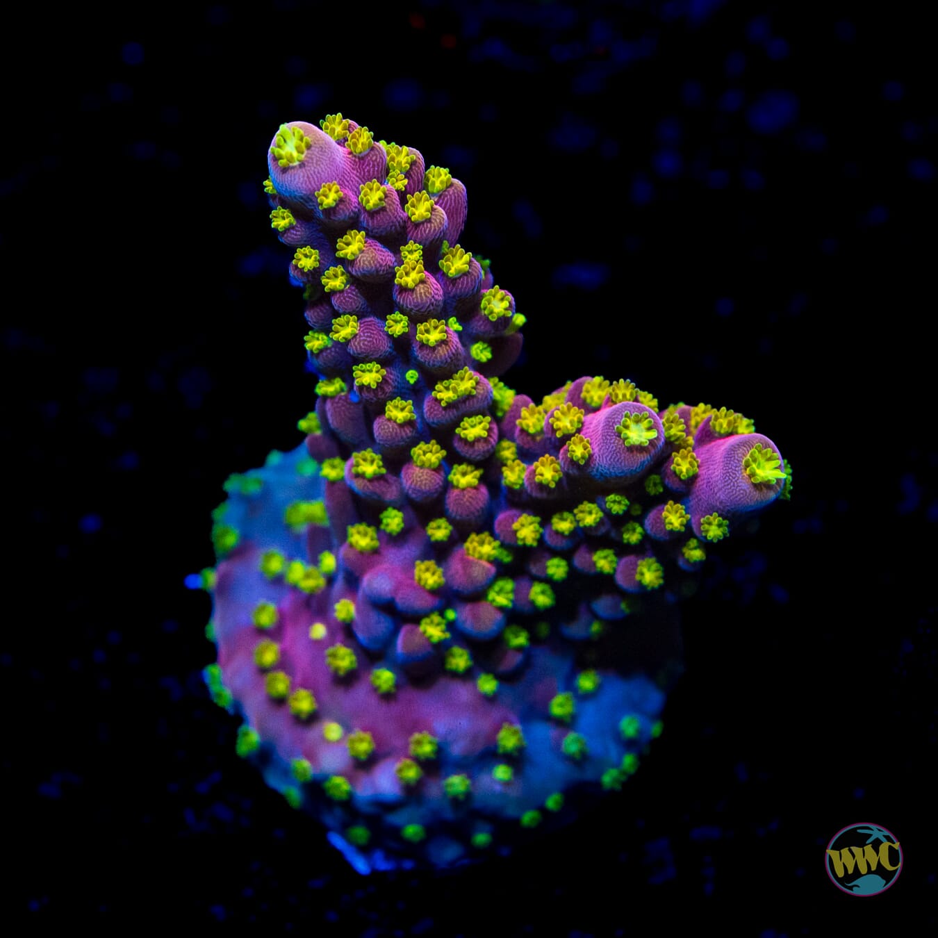 WWC Fruit Mix Acropora - Daylight Photo