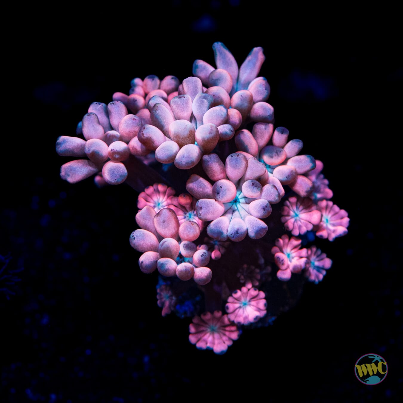 WWC Rose Hologram Alveopora - Daylight Photo