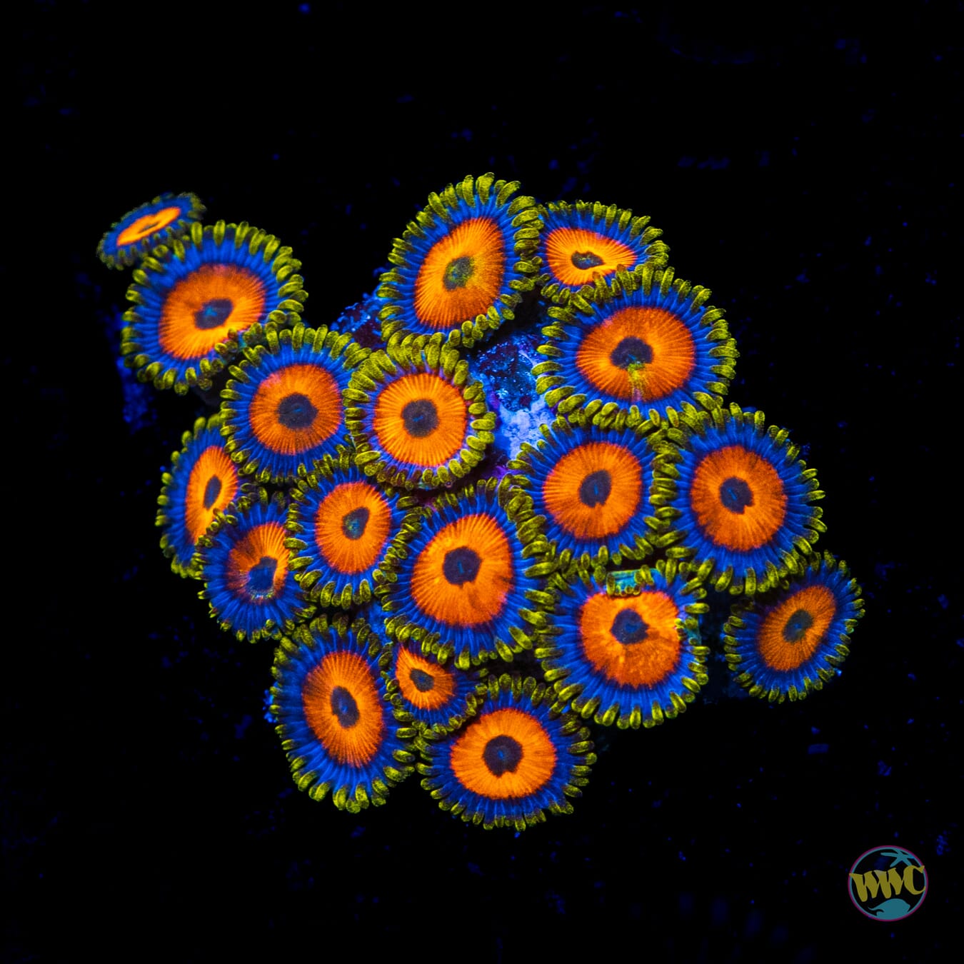 WWC Jungle Juice Zoanthids - Daylight Photo