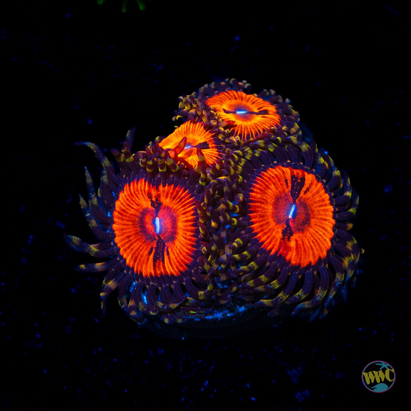 WWC Bloodsuckers Zoanthids - Daylight Photo