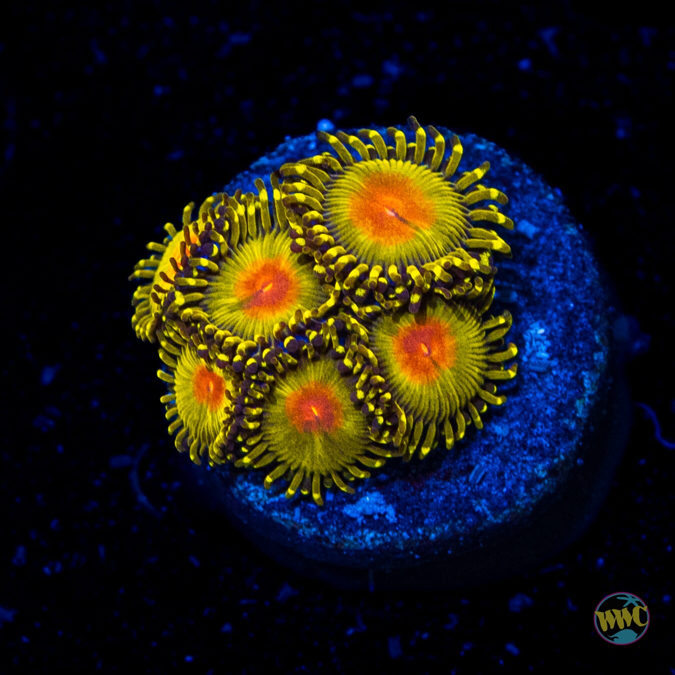 WWC Golden Gods Zoanthids - Daylight Photo
