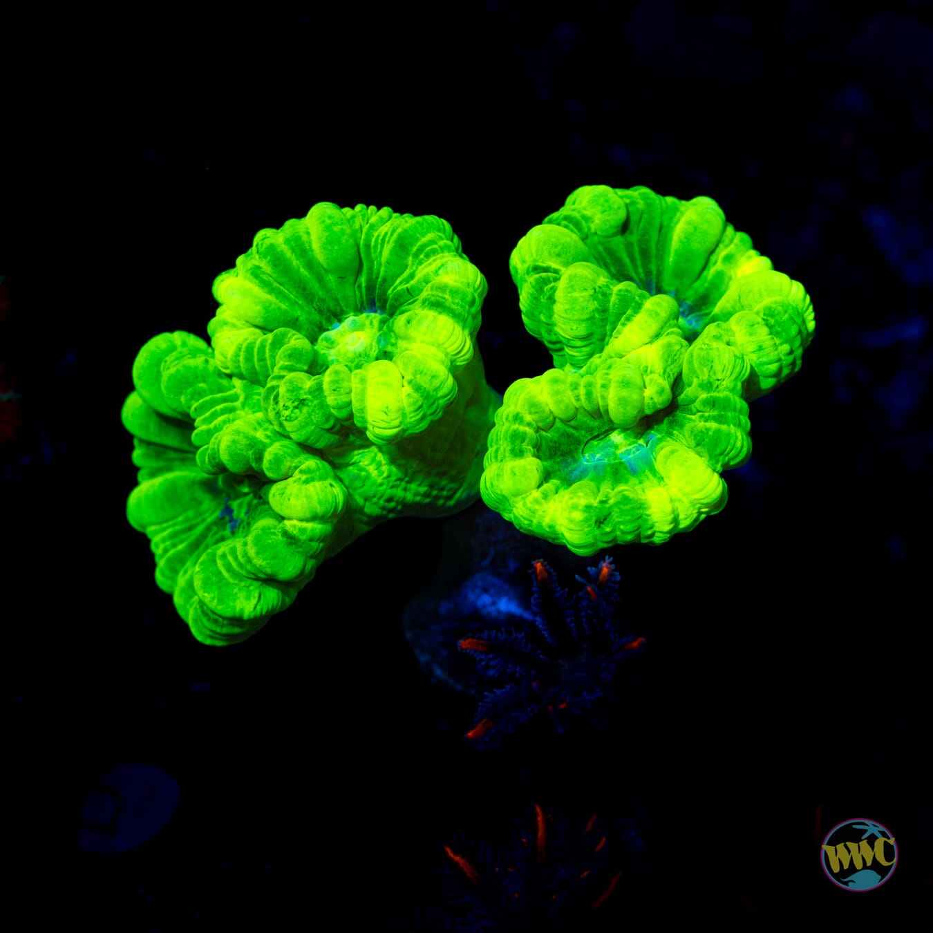 Kryptonite Candy Cane Coral - Daylight Photo