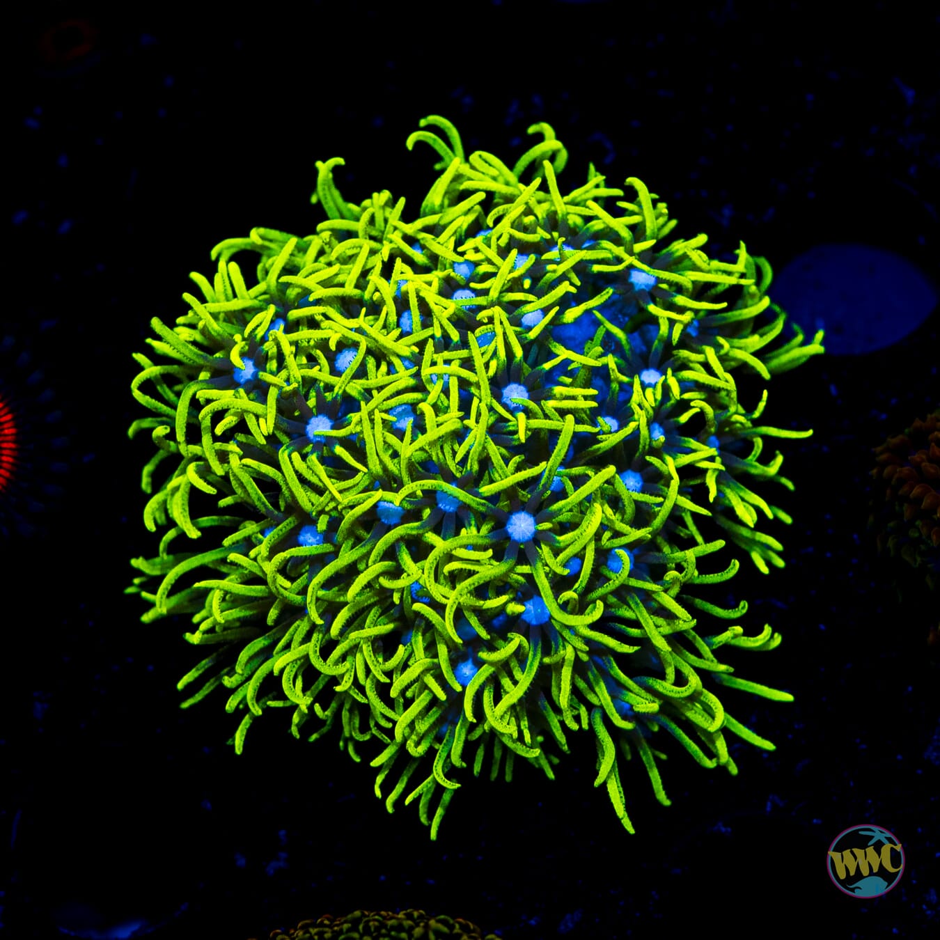 Neon Green Star Polyps - Daylight Photo