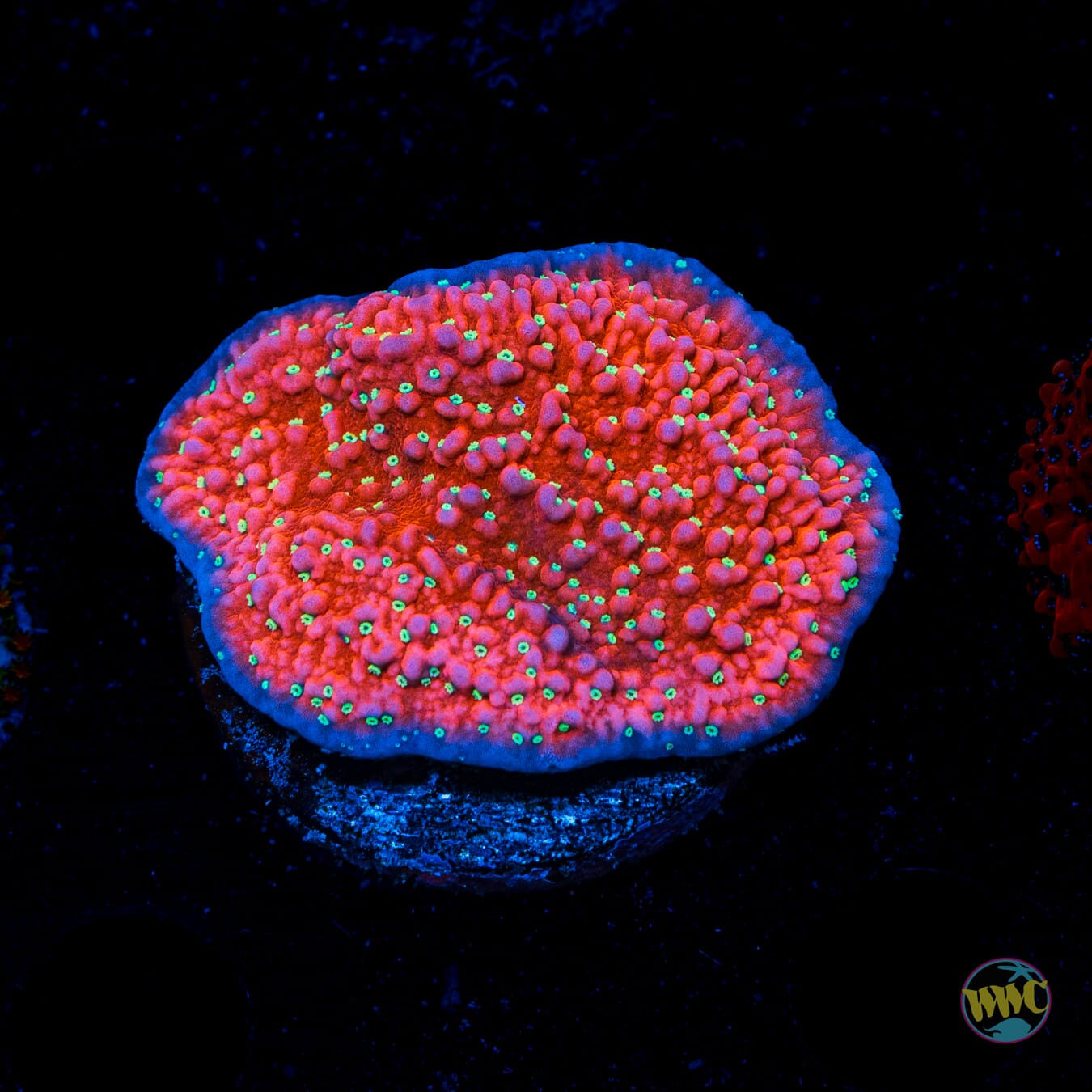 Jason Fox Snow Cap Montipora - Daylight Photo