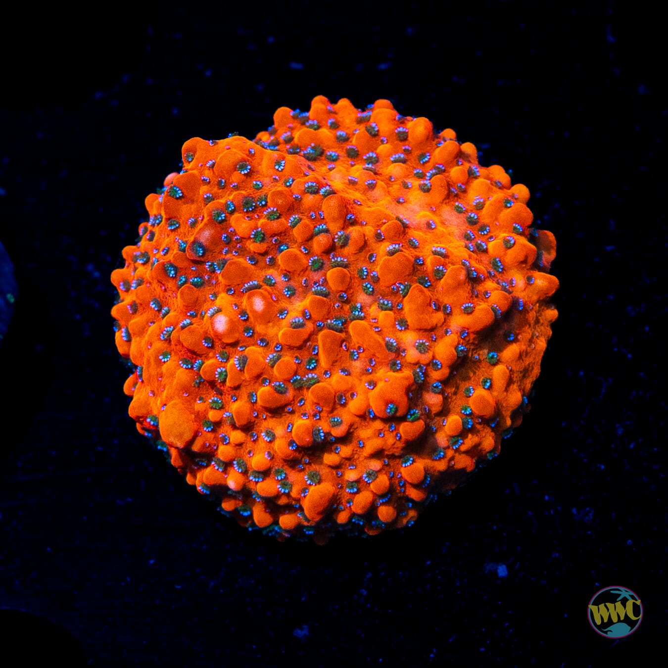 WWC Megachrome Montipora - Daylight Photo