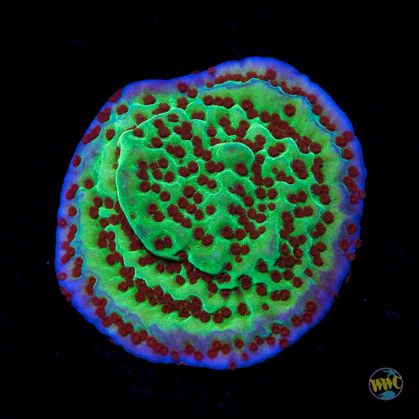 Jedi Mind Trick Montipora - Daylight Photo