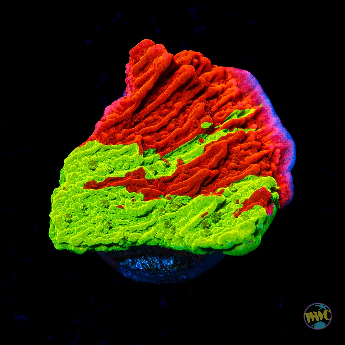 WWC Jaw Breaker Grafted Montipora - Daylight Photo