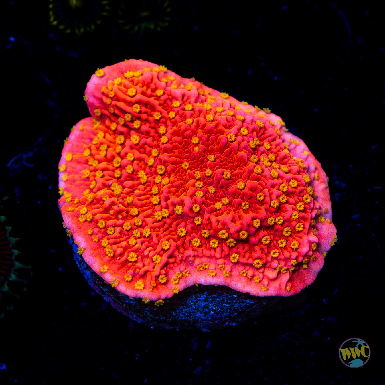 Starburst Cap Montipora - Daylight Photo