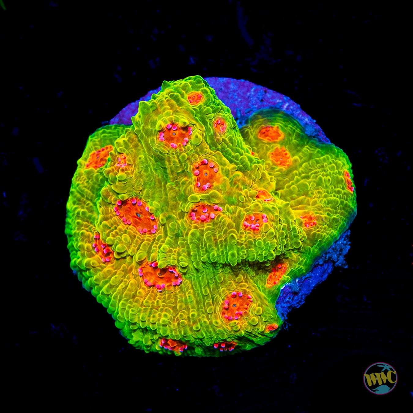 Tyree Mummy Eye Chalice - Daylight Photo