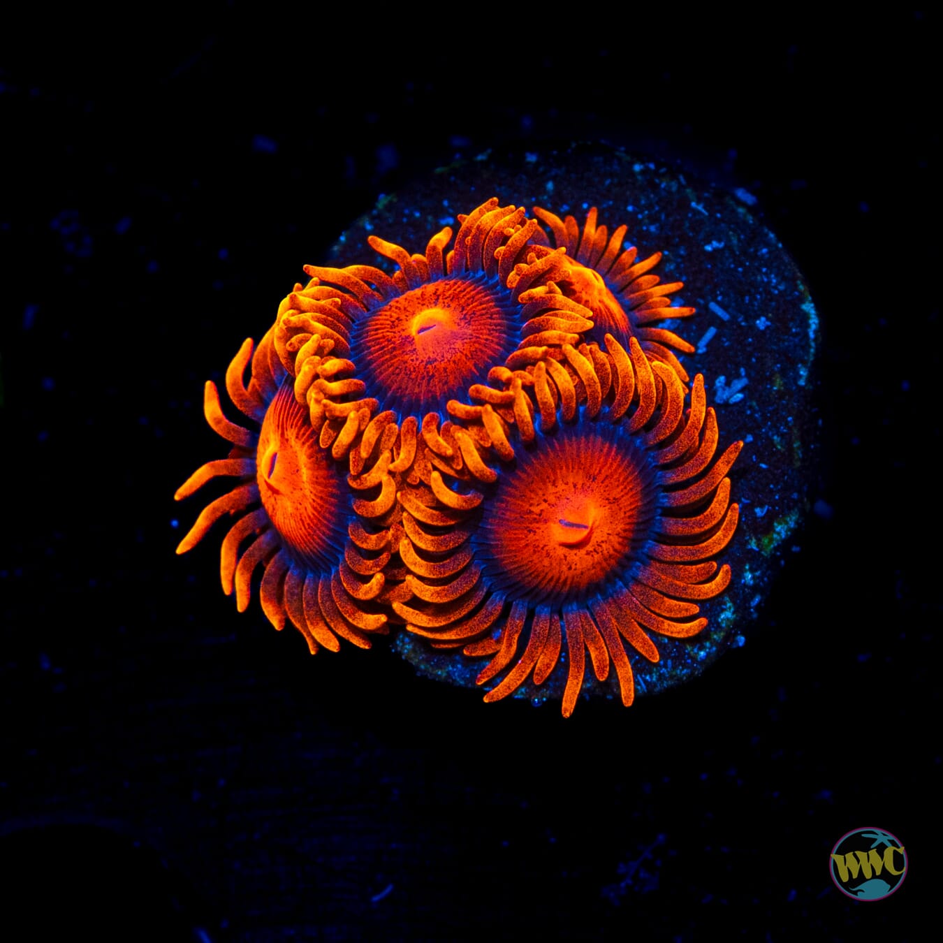 Bam Bamz Zoanthids - Daylight Photo