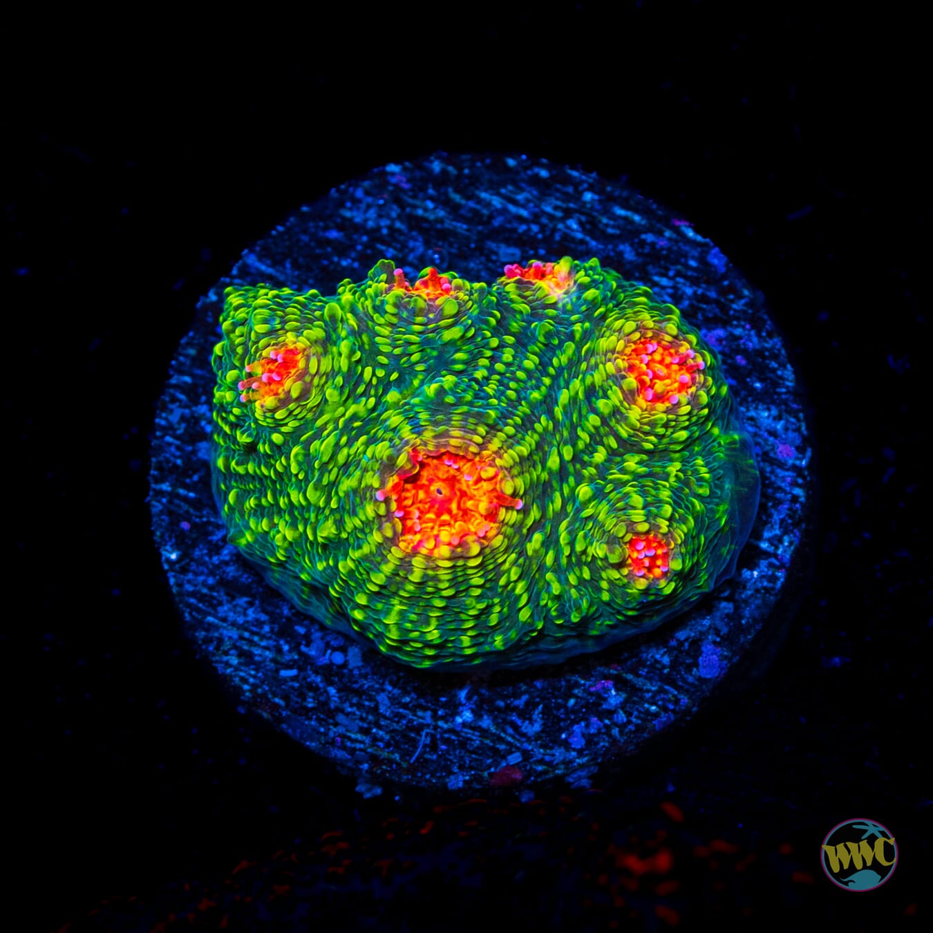 WWC Bubblegum Monster Chalice - Daylight Photo