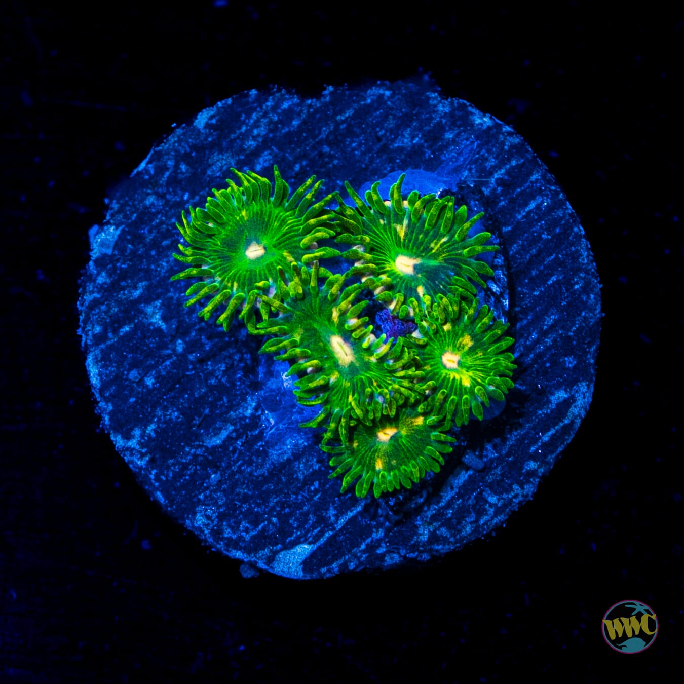 WWC Emerald Nightmare Zoanthids - Daylight Photo