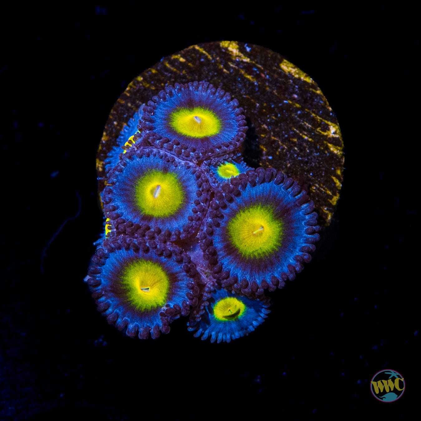WWC AOI Zoanthids - Daylight Photo