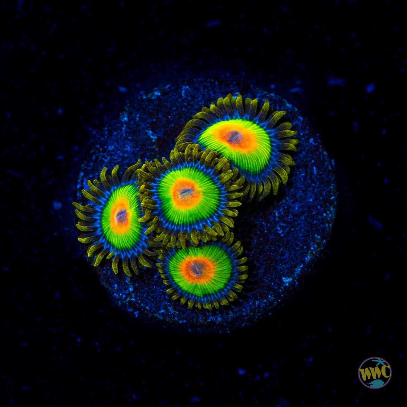 Rastas Zoanthids - Daylight Photo