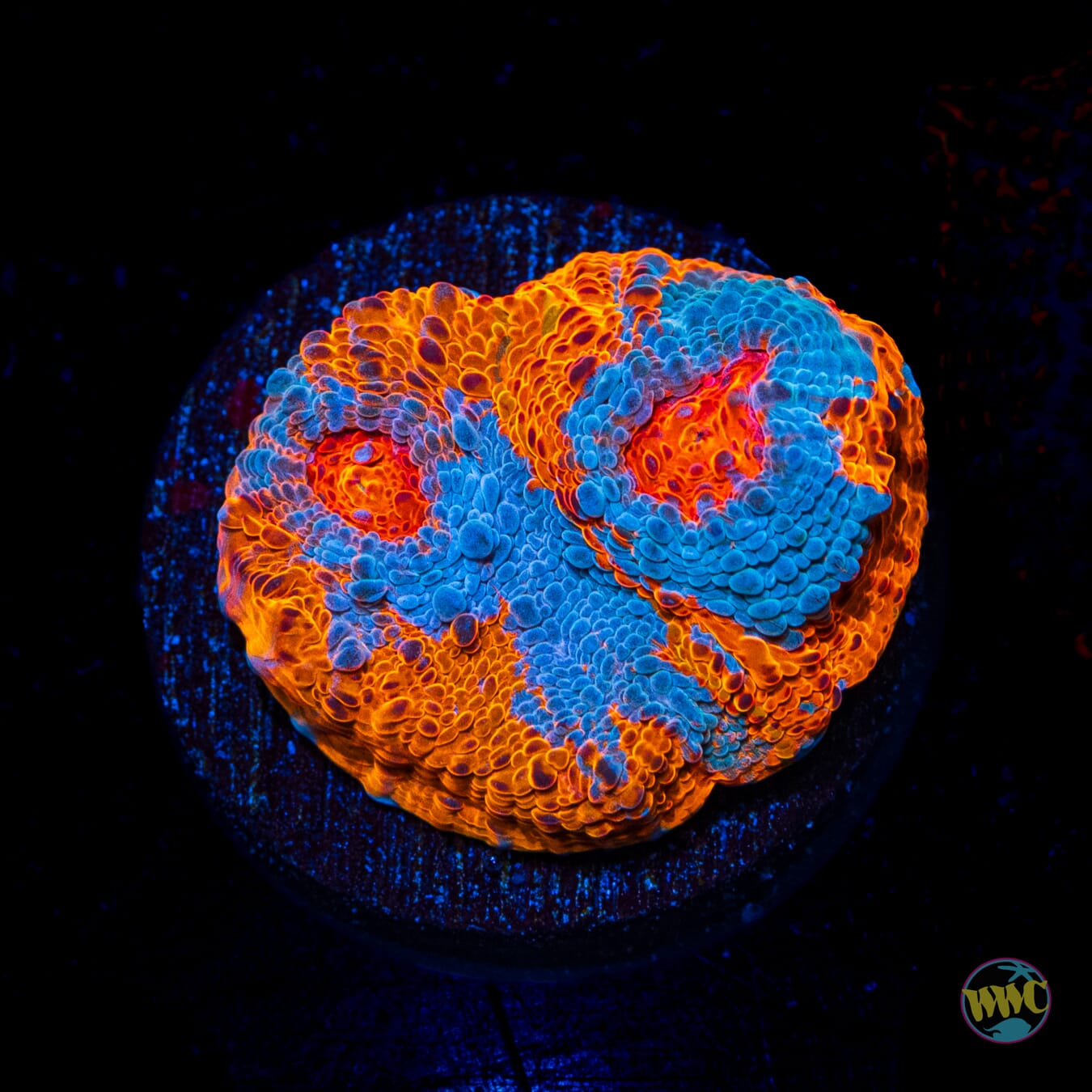 WWC Nacho Cheese Chalice - Daylight Photo