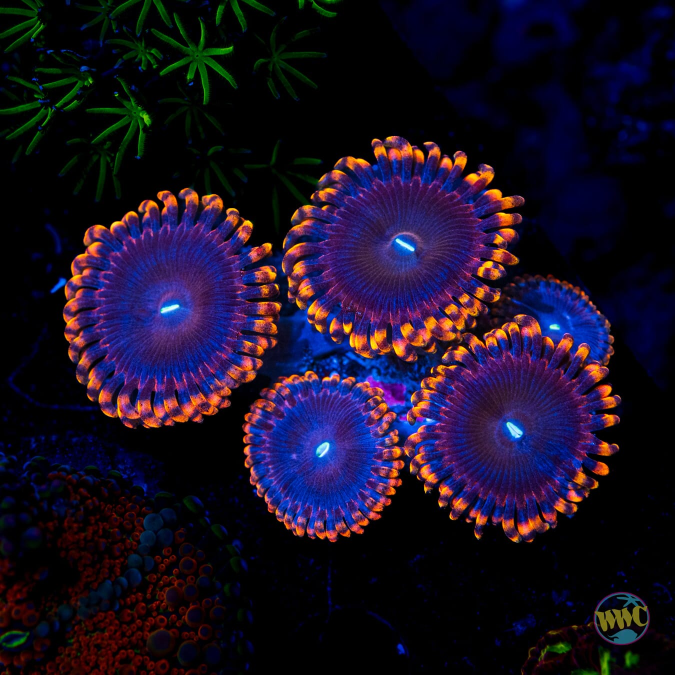 Anti Matter Zoanthids - Daylight Photo