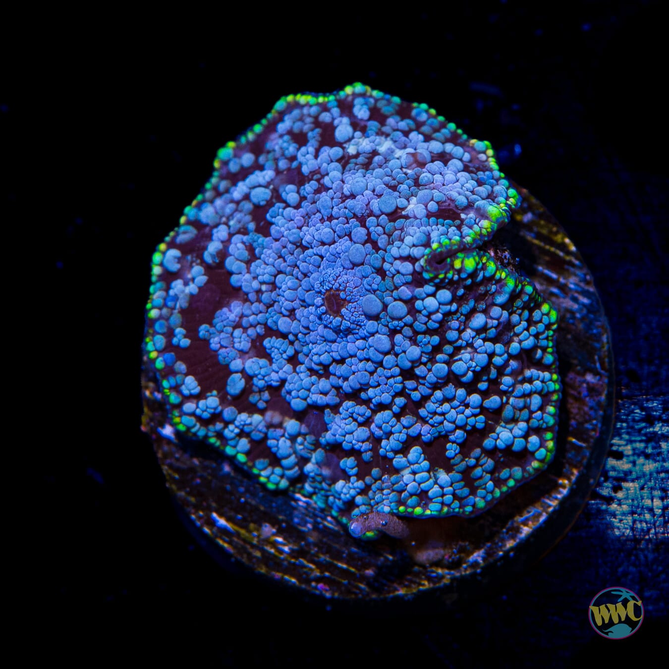 Bubbly Baby Blues Disco Mushroom - Daylight Photo