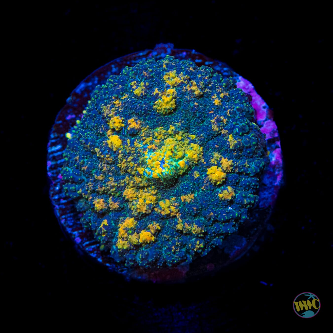 Sunburn Rhodactis Mushroom - Daylight Photo