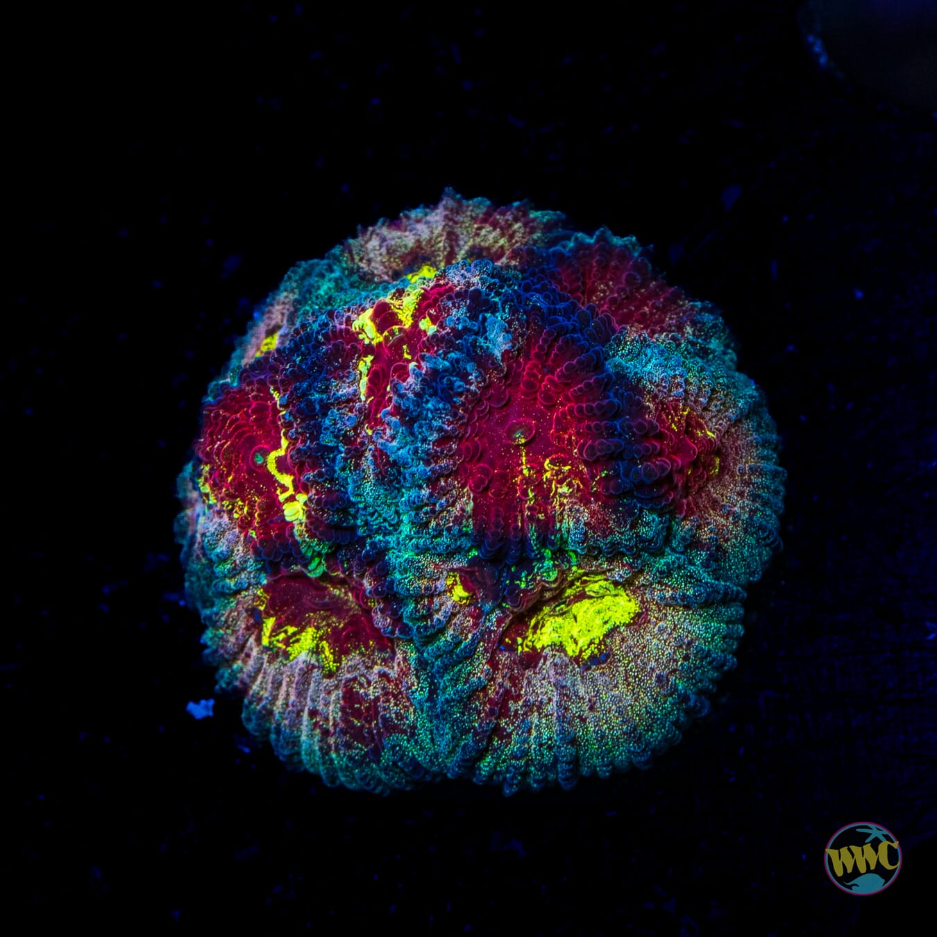 WWC Diversity Favia - Daylight Photo