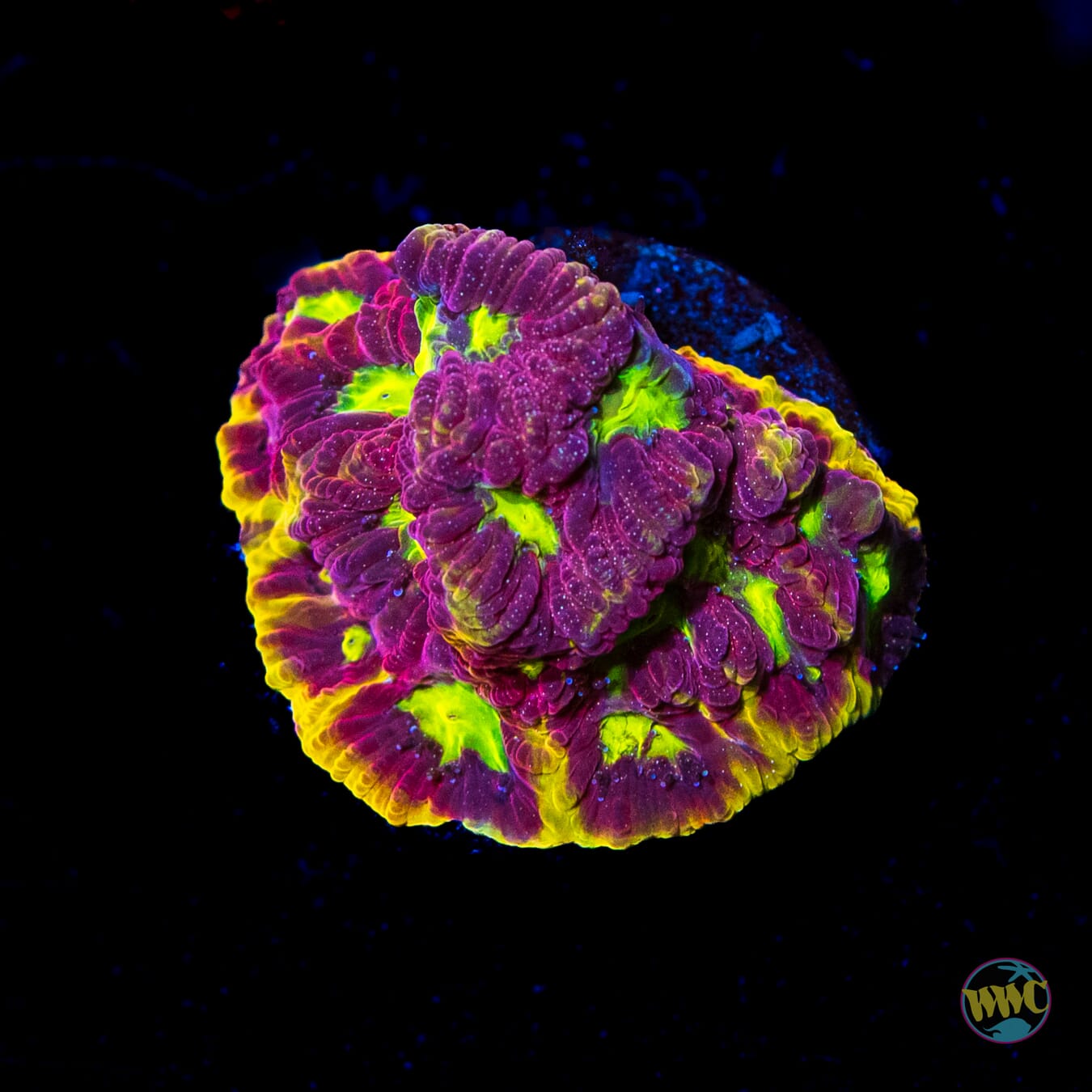 WWC Blood Diamond Favites - Daylight Photo