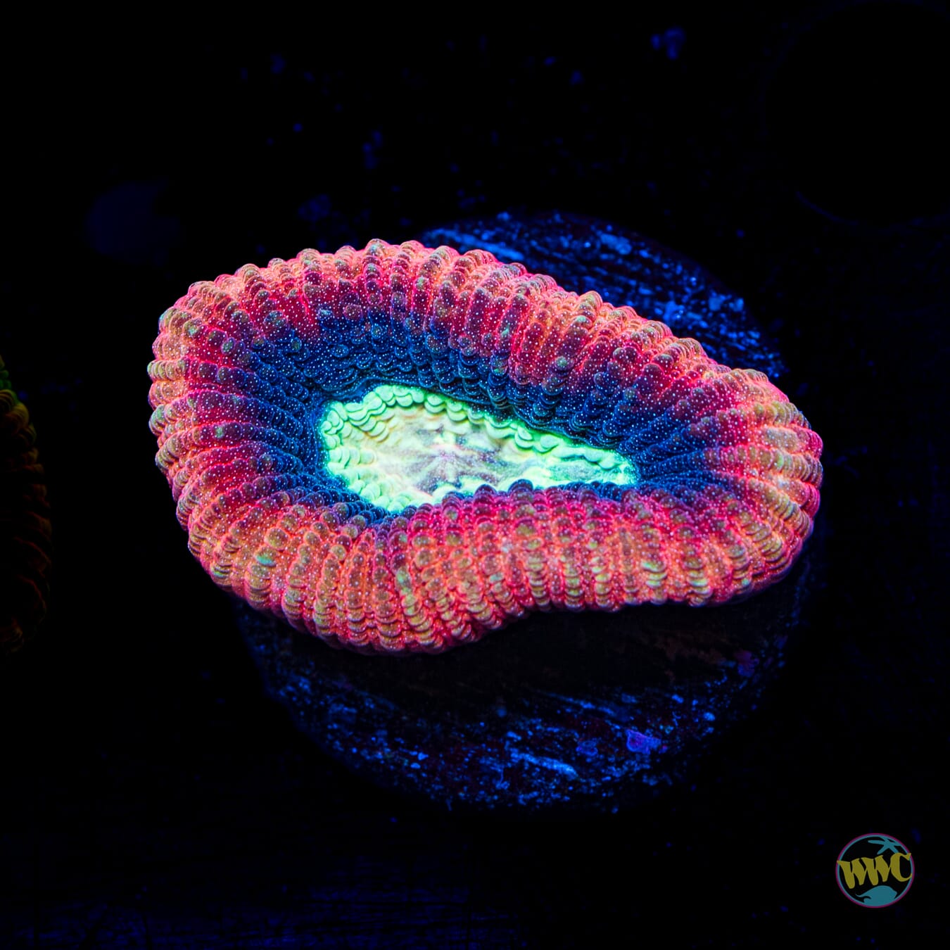 Sea Monster Goniastrea - Daylight Photo