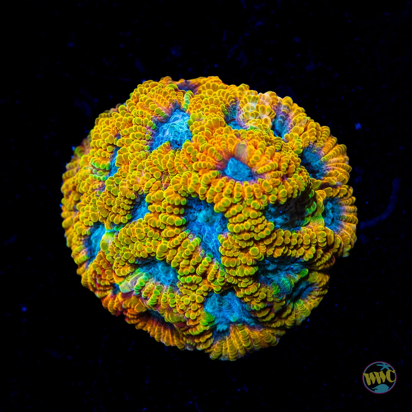 Favia of the Gods - Daylight Photo