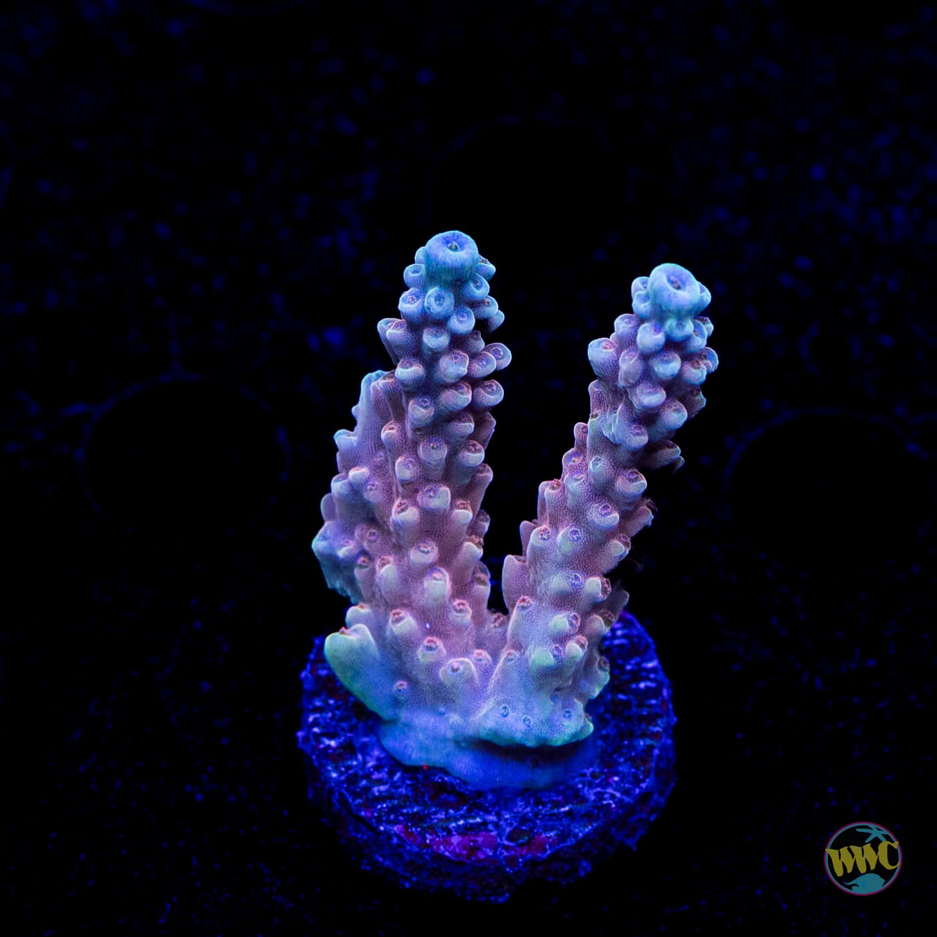 WWC Inner Planet Acropora