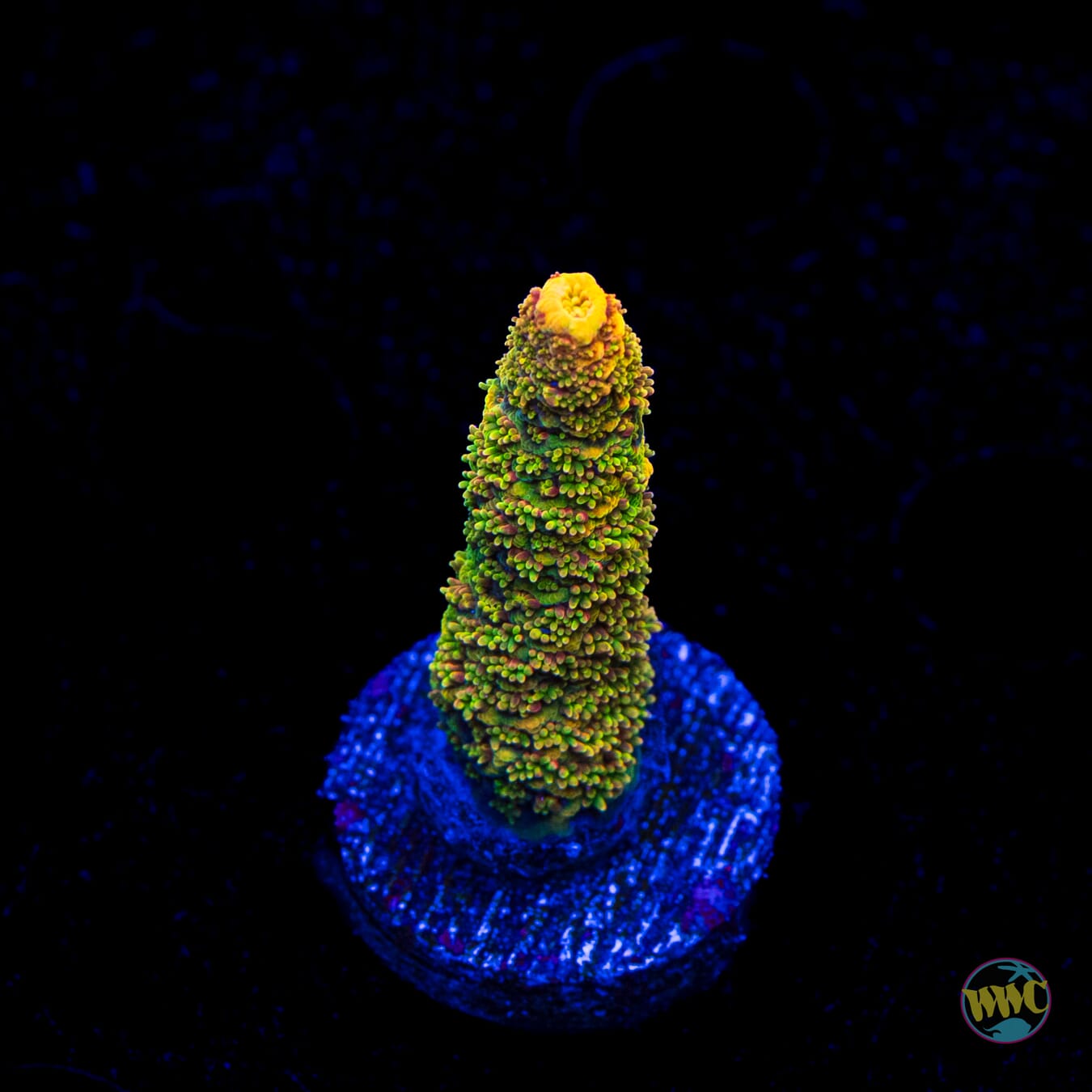 WWC Mille Cyrus Acropora