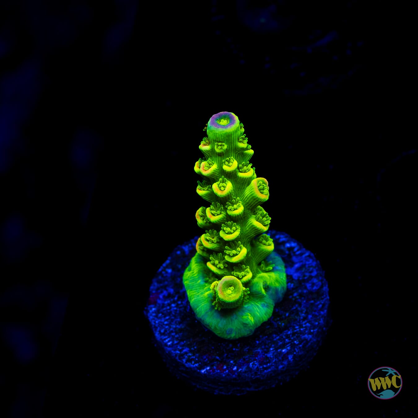 WWC Cash Me Outside Tenuis Acropora