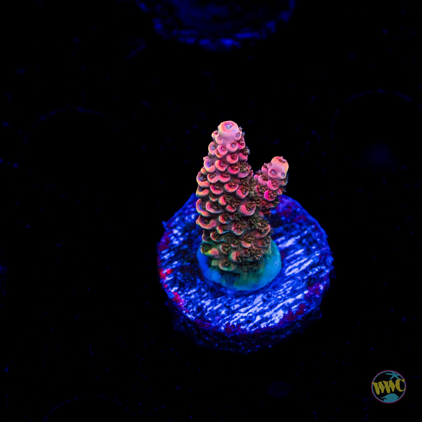 Bill Murray Acropora
