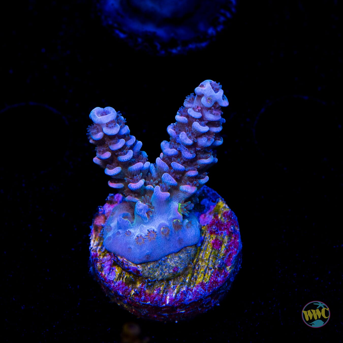Jason Fox Papa Smurf Tenuis Acropora