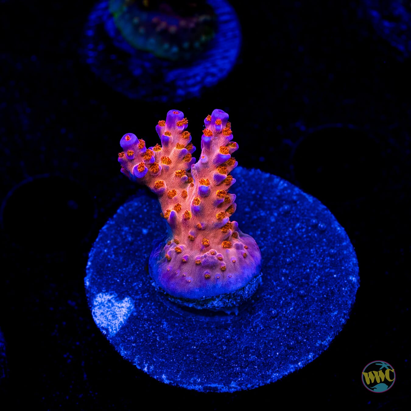 WWC All Star Acropora