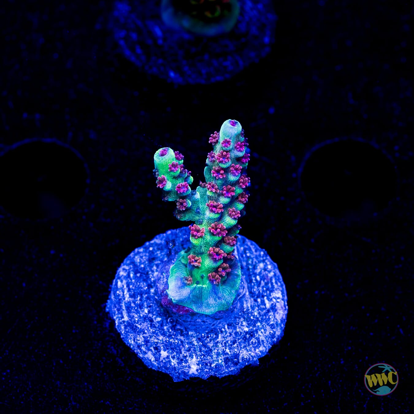 WWC Purple Dragona Acropora