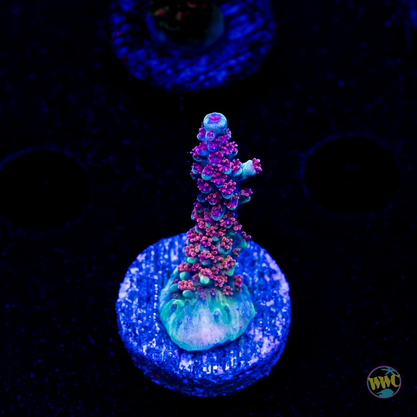 WWC Purple Dragona Acropora