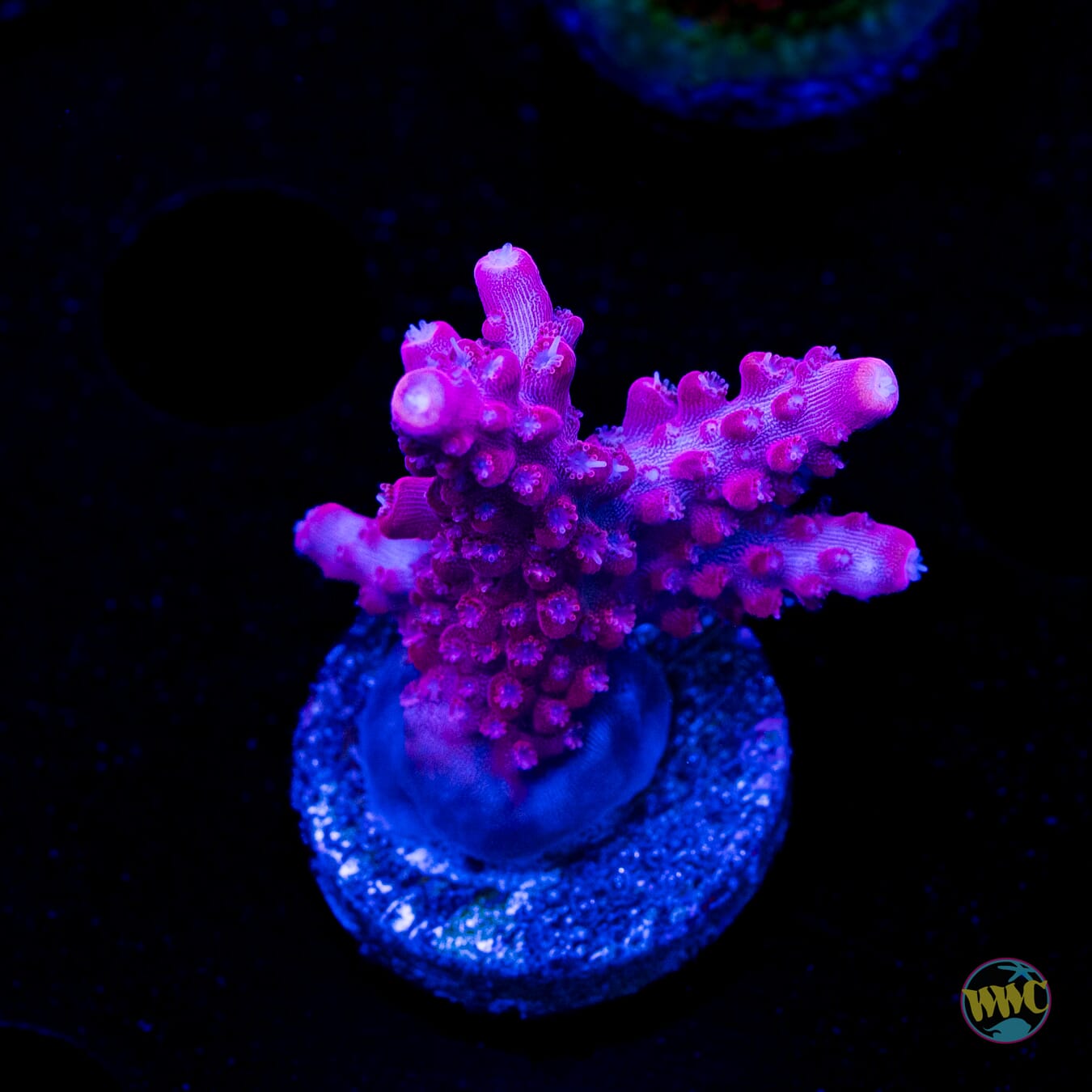 FF Red Robin Acropora