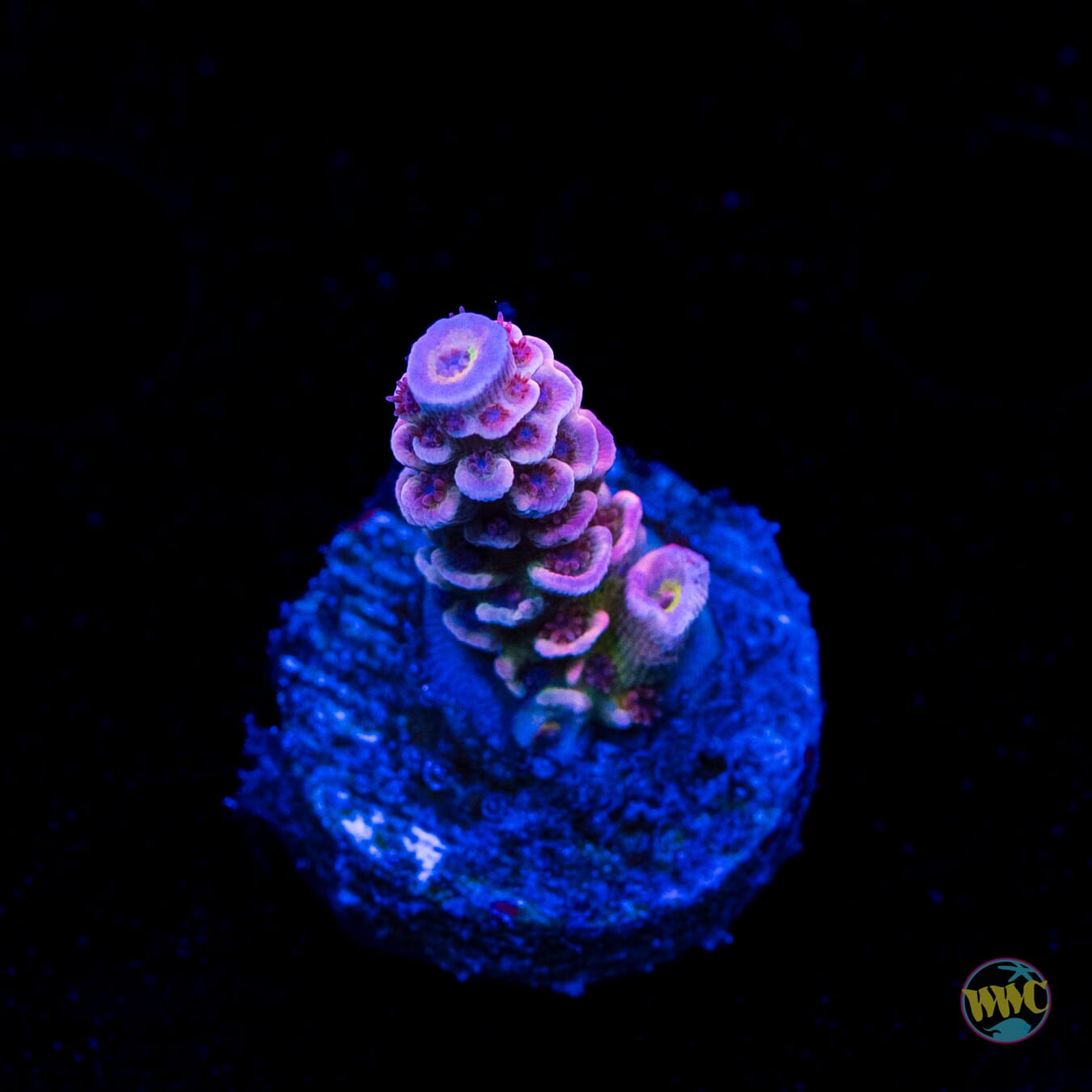 WWC Paradise Tenuis Acropora
