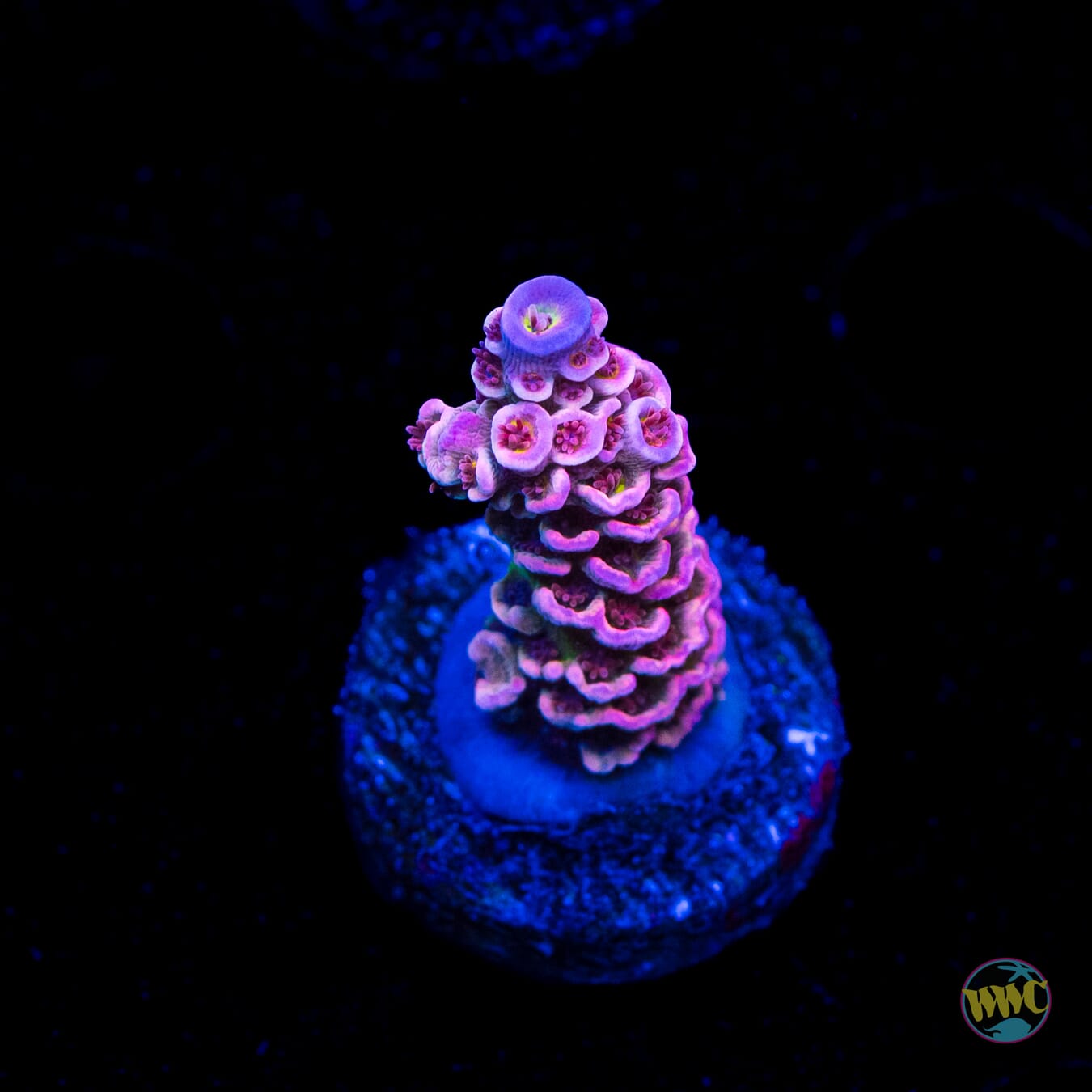 WWC Paradise Tenuis Acropora
