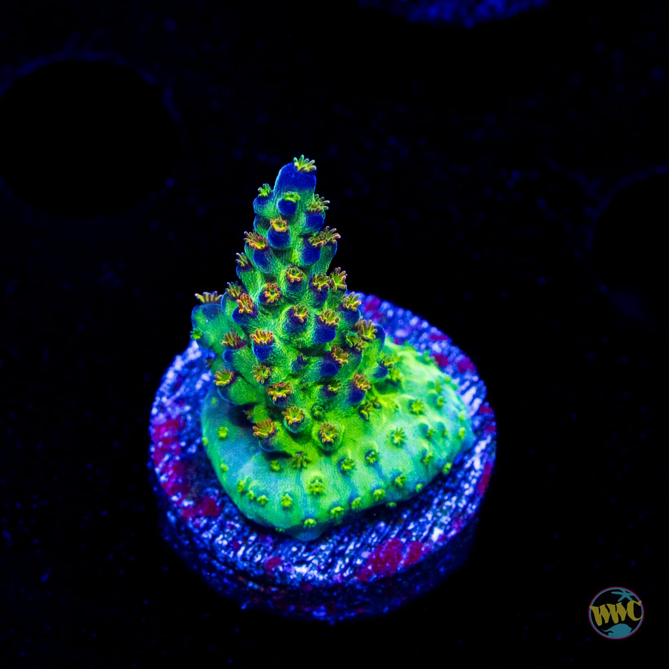 JKR Rainbow Acropora