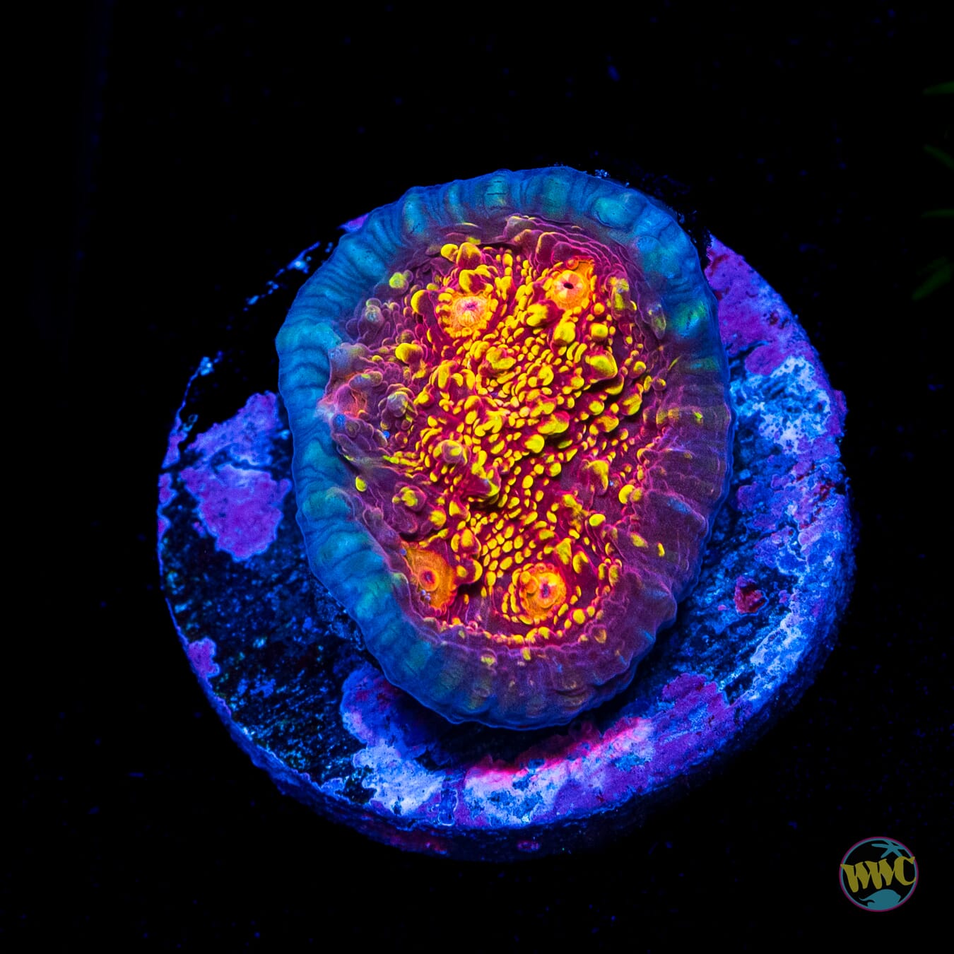 Jason Fox Goldmeister Chalice