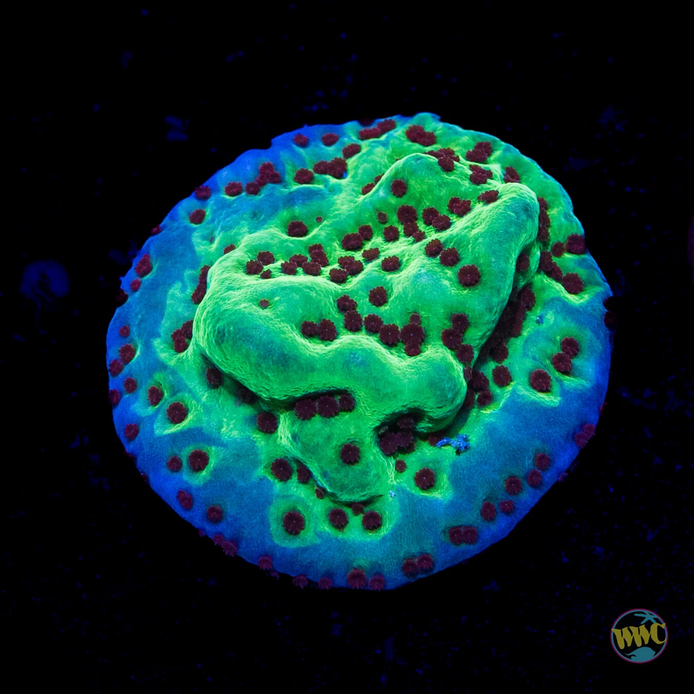 Jedi Mind Trick Montipora