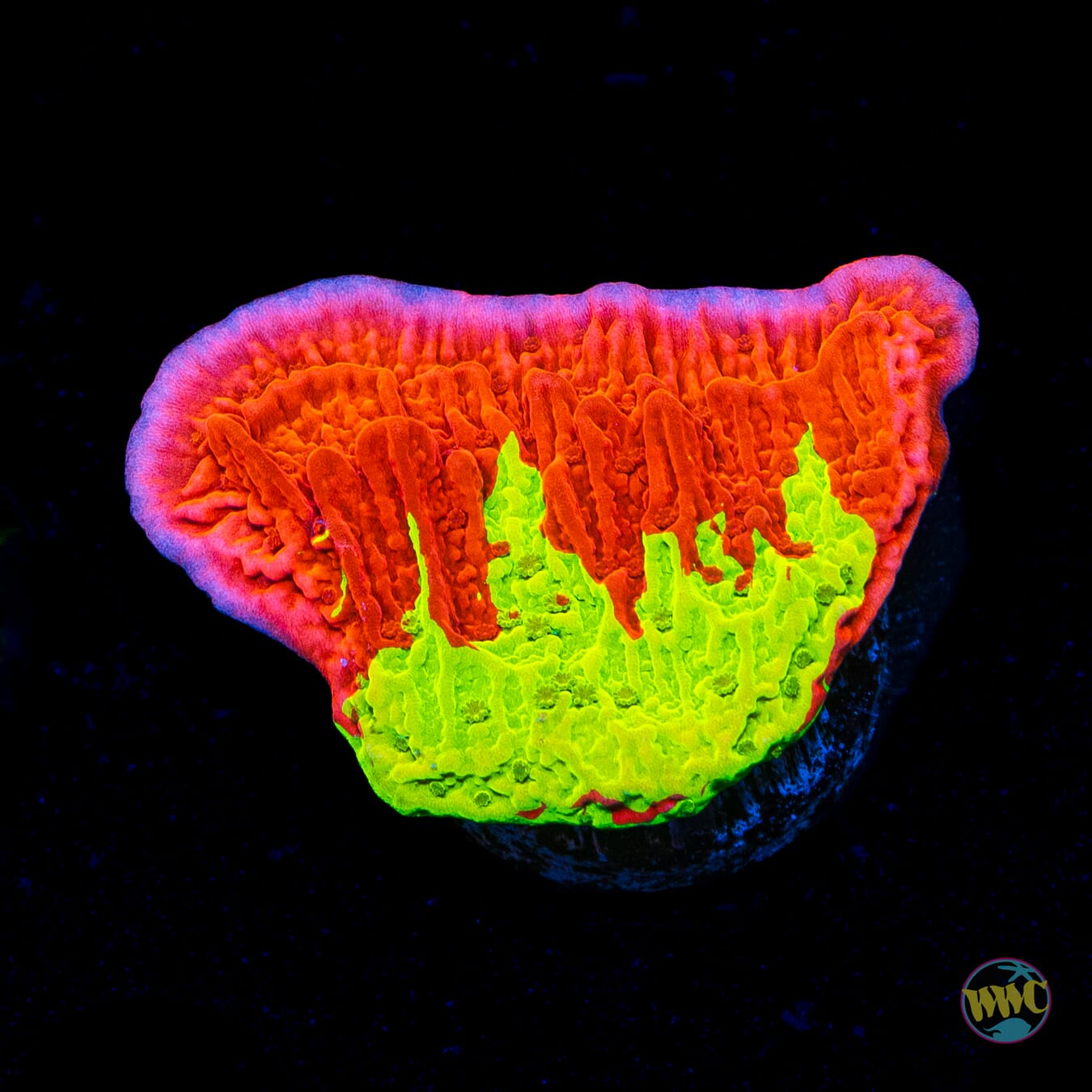 WWC Jaw Breaker Grafted Montipora