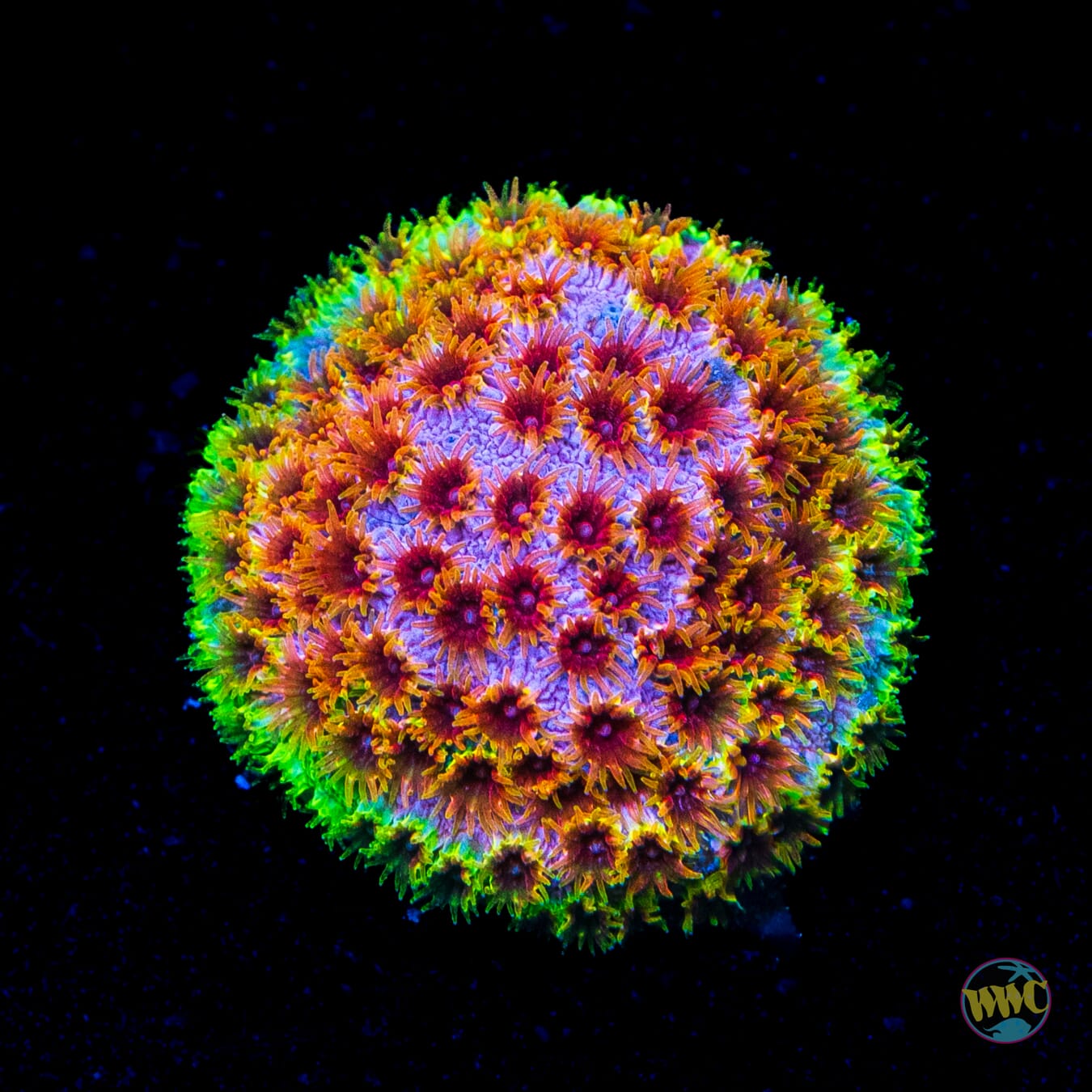 WWC Skittles Bomb Cyphastrea