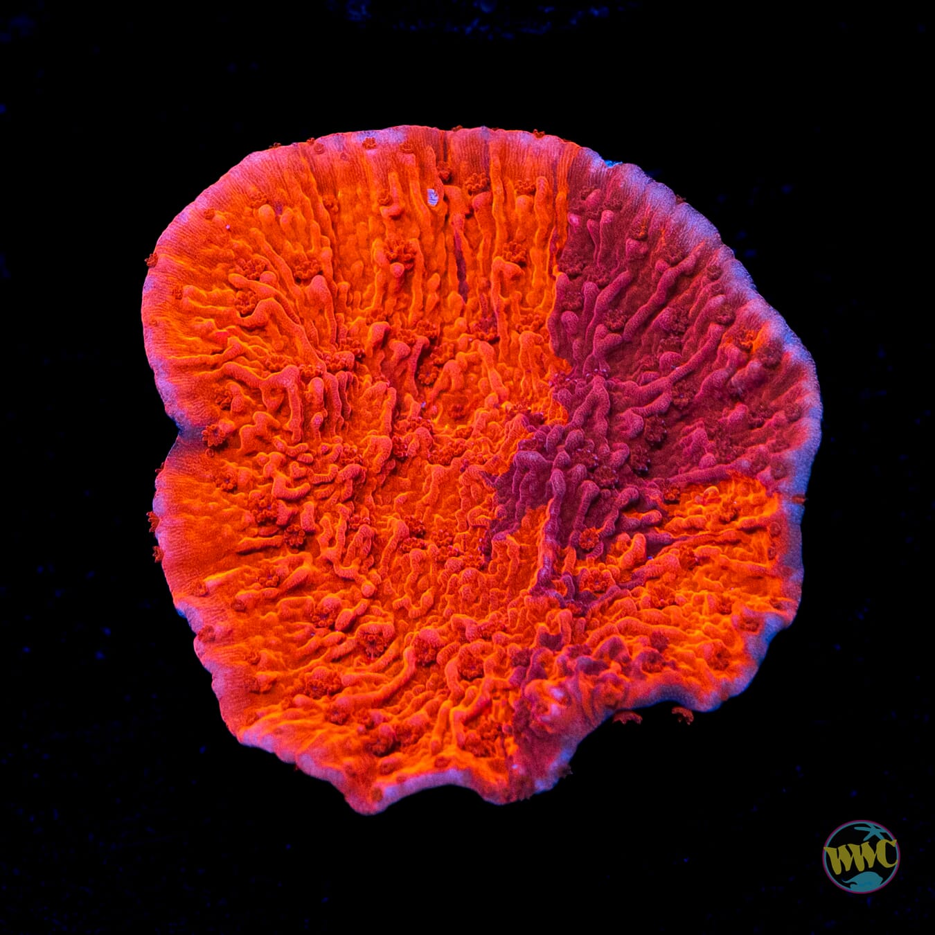 WWC Grafted Firewalker Cap Montipora